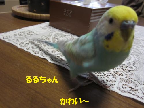 IMG_2010_convert_20121104111531.jpg