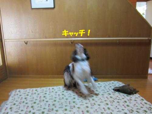 IMG_2025_convert_20121108101918.jpg