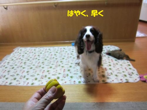 IMG_2046_convert_20121108101944.jpg