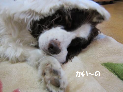IMG_2073_convert_20121115225334.jpg