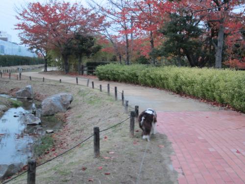 IMG_2261_convert_20121125224143.jpg