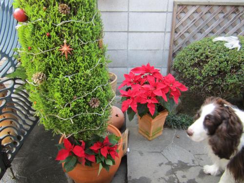 IMG_2452_convert_20121203140451.jpg