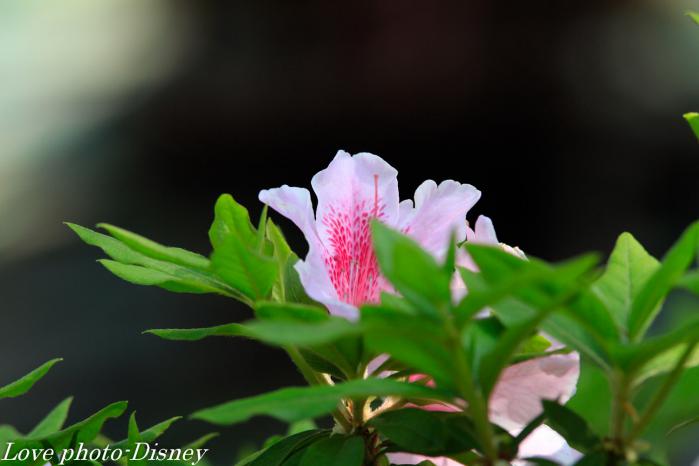 _MG_0174_20120515222721.jpg