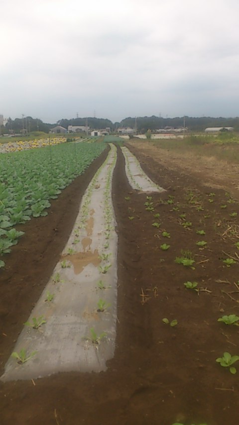 mini_141009_1612.jpg
