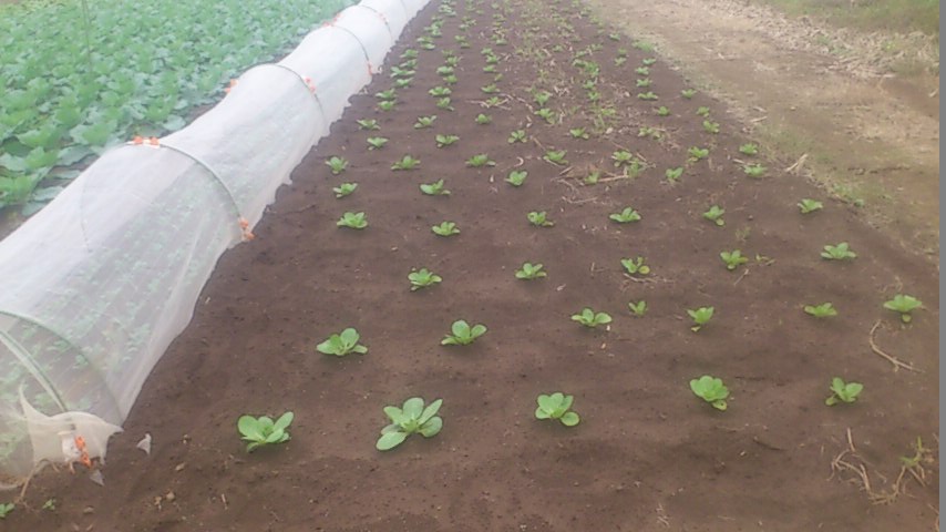mini_141009_1615.jpg