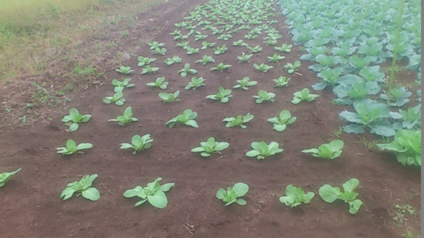 mini_141009_16150001.jpg