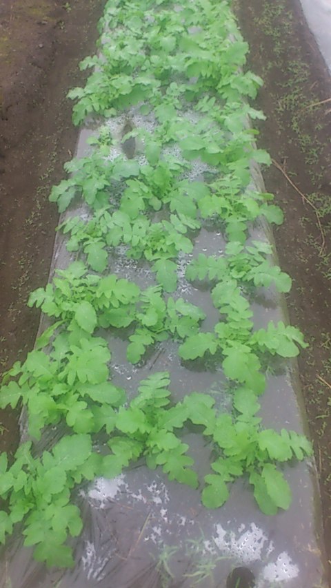 mini_141013_10360001.jpg