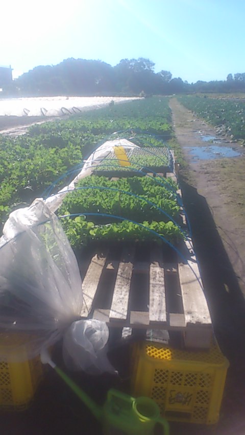 mini_141014_0757.jpg
