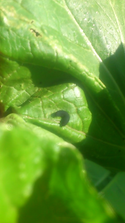 mini_141016_1325.jpg