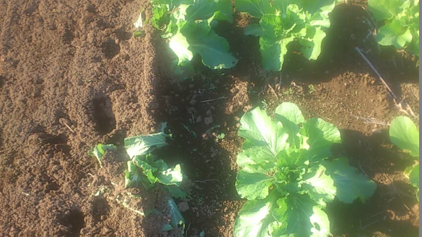 mini_141029_1511.jpg