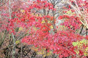 IMG_0006-1_convert_20141113001158.jpg