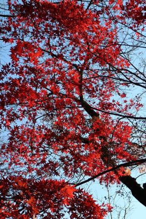 IMG_0015-1_convert_20141210180001.jpg