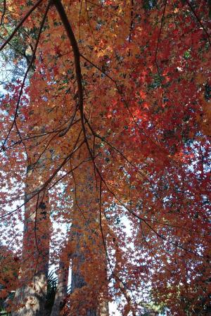 IMG_0032-1_convert_20141209214842.jpg