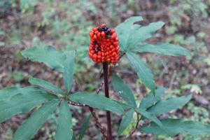 IMG_0042_convert_20141113002221.jpg