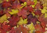 IMG_0082-1_convert_20141113024443.jpg