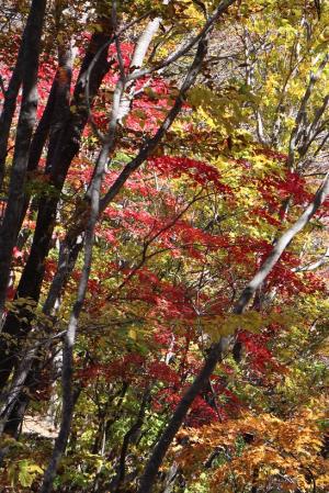 IMG_5620-1_convert_20141029235907.jpg