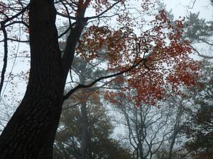 PB120054_convert_20141112214440.jpg