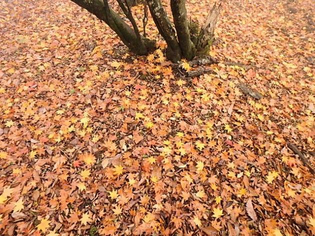 PB120124-1_convert_20141112222401.jpg