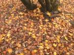 PB120125_convert_20141113021240.jpg