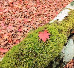PB120206-1_convert_20141112234852.jpg