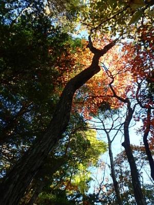 PB140104-1_convert_20141115010107.jpg
