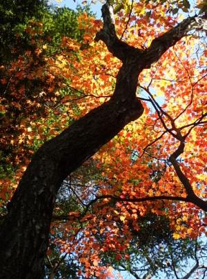 PB140105-1_convert_20141115010127.jpg
