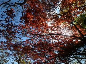 PB140133_convert_20141115015302.jpg