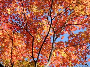 PB140155_convert_20141115020023.jpg