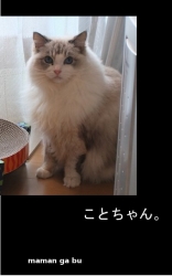 ことちゃん。