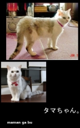 タマちゃん。