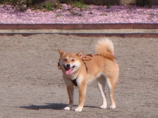 暑いの