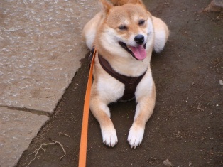 暑いの