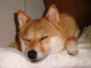 深い寝息たててます