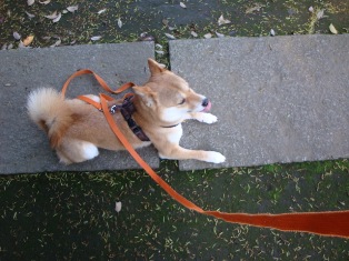 ラッキー、休憩~
