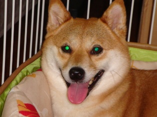 はぁはぁ