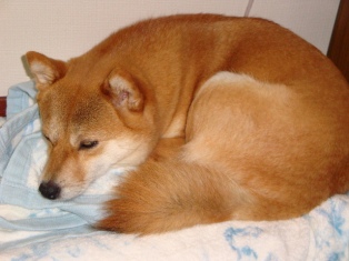 今日はひんやりなの
