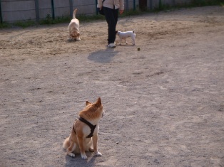 ボール遊びしてるの