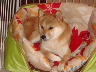 のんびりなの