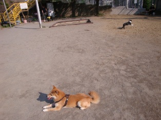 左にネロちゃん右にニコちゃんがいます