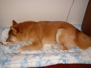 難しいことはわからないの、あたちは寝るの