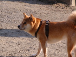 オチリ切れちゃった