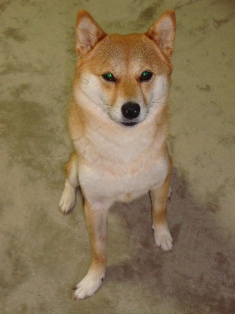 モデル立ち