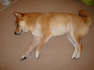 どてっ