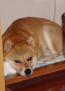 コンパクトに畳まっています