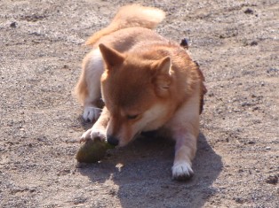 砂がつくのは、やなの