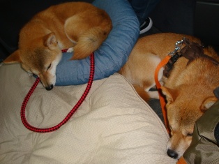 zzz