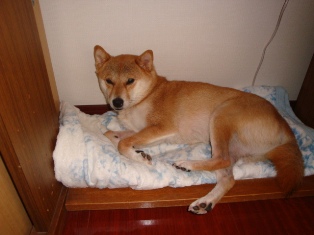 お目目しょぼしょぼ