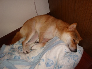 へへへ、言ってみるもんなの