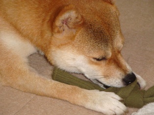無料知育玩具