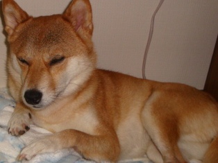 眠いの。